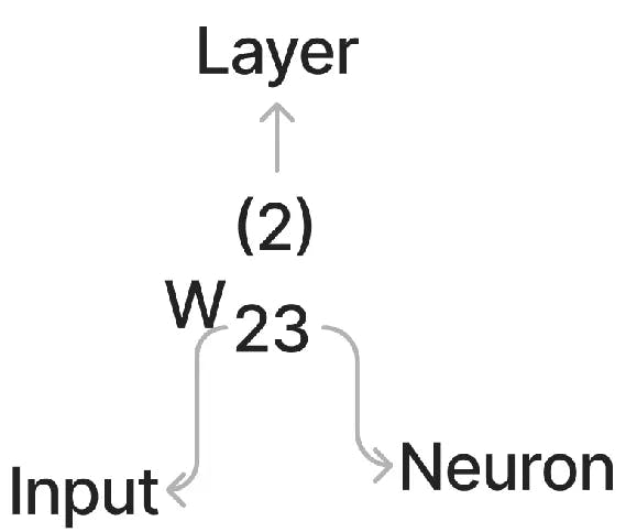 The completed structure of our Neural Network with Neuron weights